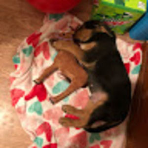 Meet your Posher, Misty